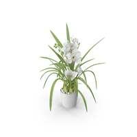 Orchid Pot White PNG & PSD Images