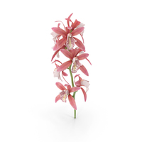 Pink Orchid Branch PNG & PSD Images