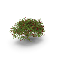 Red Plum Tree PNG & PSD Images