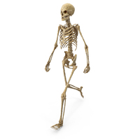 Worn Skeleton Walking PNG & PSD Images