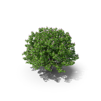 Horse Chestnut Tree PNG & PSD Images