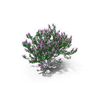 Lilac Syringa Bush 2(1) PNG & PSD Images