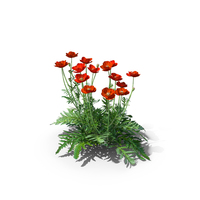 Oriental Poppy PNG & PSD Images