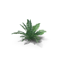 Ostrich Fern Matteuccia Struthiopteris PNG & PSD Images