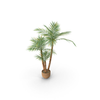 Phoenix Palm In Pot PNG & PSD Images