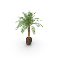 Phoenix Palm In Pot PNG & PSD Images
