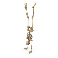 Worn Skeleton Arm Stand PNG & PSD Images
