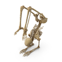 Worn Skeleton Yoga Pose Vrischikasana PNG & PSD Images