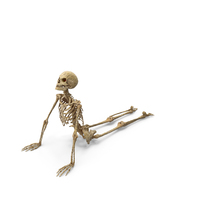 Worn Skeleton Yoga Pose Cobra PNG & PSD Images