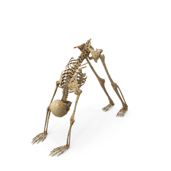 Worn Skeleton Yoga pose down dog PNG & PSD Images