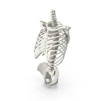 Rib cage Spine And Pelvis Bones PNG & PSD Images