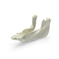 Domestic Pig Jaw PNG & PSD Images
