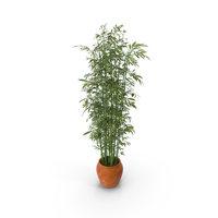 Bamboo Bush In Clay Pot PNG & PSD Images