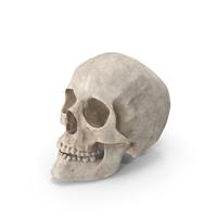 Human Skull A Posed PNG & PSD Images