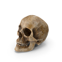 Human Skull C Posed PNG & PSD Images