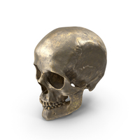 Human Skull Old Gold PNG & PSD Images