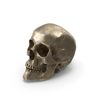 Human Skull Old Gold Posed PNG & PSD Images