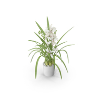 White Orchid Pot PNG & PSD Images