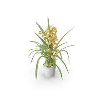 Yellow Orchid Pot PNG & PSD Images