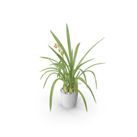 Young Orchid Pot Plant PNG & PSD Images