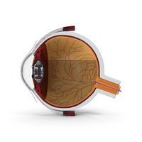 Eye Cross Section PNG & PSD Images