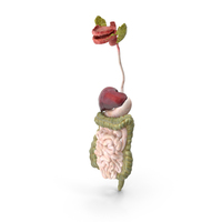 Boy Digestive System PNG & PSD Images