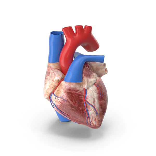 Boy Heart PNG & PSD Images