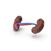 Child Kidney Anatomy PNG & PSD Images