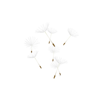 Dandelion Seeds Floating In The Air PNG & PSD Images