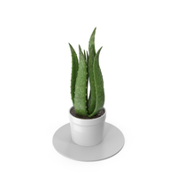 Aloe Vera Plant PNG & PSD Images