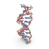 B Form DNA Structure PNG & PSD Images
