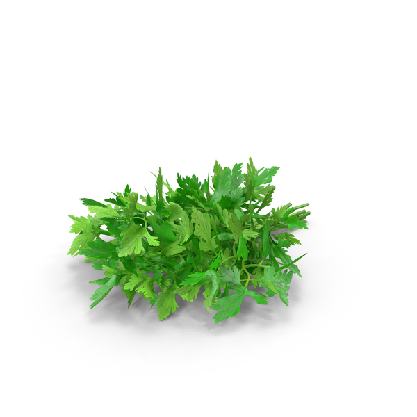 Bunch of Parsley Bandaged Fur PNG & PSD Images