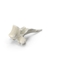 Domestic Cat Thoracic Vertebrae PNG & PSD Images