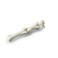 Domestic Cat Caudal Vertebrae Bone PNG & PSD Images