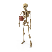 Worn Skeleton Basketball Player PNG & PSD Images