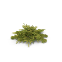 Juniperus Pfitzeriana Aurea Juniper PNG & PSD Images