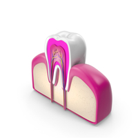 Tooth Cross Section PNG & PSD Images