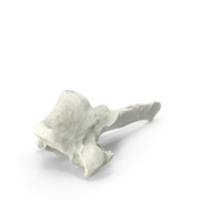 Domestic Cat Thoracic Vertebrae TH8 PNG & PSD Images