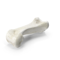 Domestic Cat Middle Phalanx Bone PNG & PSD Images