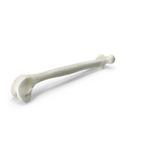Domestic Cat Femur Bone PNG & PSD Images