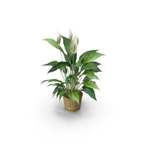 Spathiphyllum, Spath, Peace Lilies PNG & PSD Images