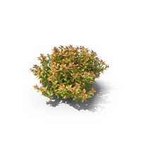 Spiraea Japonica Japanese Spiraea PNG & PSD Images