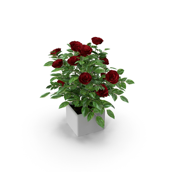 Red Rose Bush In Pot PNG & PSD Images