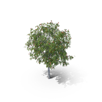 Rowan Sorbus Mountain Ash PNG & PSD Images