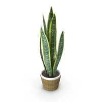 Sansevieria Snake Tongue PNG & PSD Images