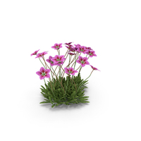 Saxifraga Plant PNG & PSD Images