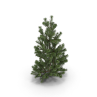 Scots Pine Pinus Sylvestris PNG & PSD Images
