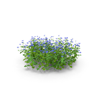 Speedwell Gypsyweed PNG & PSD Images