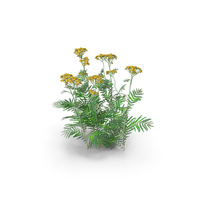 Tansy Tanacetum Vulgare PNG & PSD Images