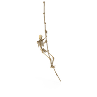 Worn Skeleton Hanging On A Knotted Rope PNG & PSD Images